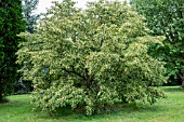 TILIA KIUSIANA X AMERICANA