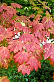 ACER JAPONICUM