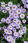 ERIGERON QUAKERESS