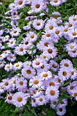 ERIGERON QUAKERESS