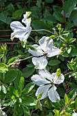 CLEMATIS VITICELLA ALBA LUXURIANS