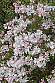 RHODODENDRON TIBET