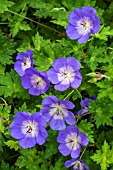 GERANIUM ROZANNE