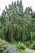 CUPRESSUS CASHMERIANA