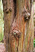 CUPRESSUS CASHMERIANA BARK