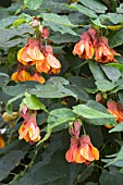 ABUTILON X MILLERI