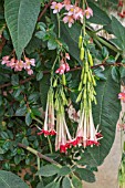 FUCHSIA BOLIVIANA ALBA