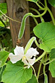 SNAKE GOURD