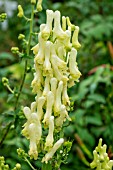 ACONITUM LYCOCTONUM