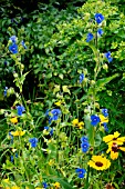 COMMELINA TUBEROSA