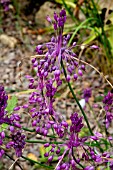 ALLIUM CARINATUM SUBSP. PULCHELLUM