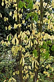 AESCULUS HIPPOCASTANUM HAMPTON COURT GOLD SHOWING GREEN FOLIAGE REVERSION