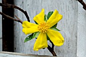 HIBBERTIA SCANDENS