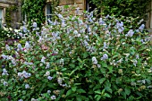 CEANOTHUS X DELILEANUS GLOIRE DE VERSAILLES AGM