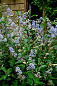 CEANOTHUS X DELILAENUS GLOIRE DE VERSAILLES AGM