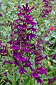 LOBELIA X SPECIOSA HADSPEN PURPLE