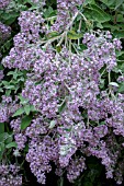 BUDDLEJA CRISPA