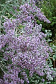 BUDDLEJA CRISPA