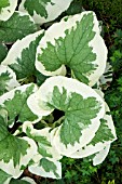 BRUNNERA MACROPHYLLA DAWSONS WHITE