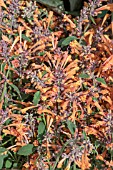 AGASTACHE KUDOS MANDARINE