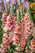 VERBASCUM PINK PETTICOATS