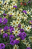 COREOPSIS VERTICILLATA MOONBEAM AND VERBENA RIGIDA