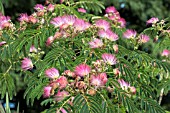 ALBIZIA JULIBRISSIN