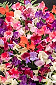 LATHYRUS OLD FASHIONED MIX  (ECKFORD GRANDIFLORAS PRE 1910)