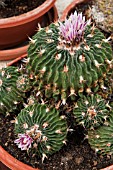 ECHINOCACTUS GLAUCANTHUS