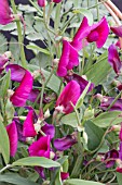 LATHYRUS TINGITANUS