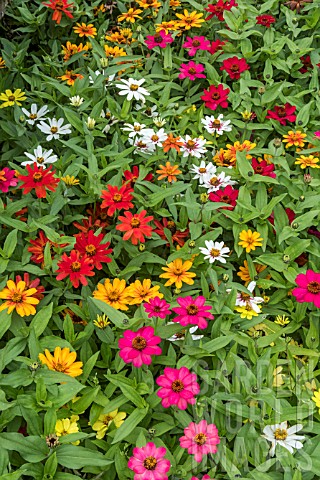 ZINNIA_ZAHARA_MIXED