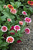 ZINNIA WHIRLIGIG IMPROVED MIXED