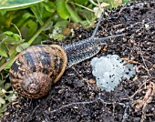 GARDEN SNAIL (CORNU ASPERSUM) AND EGGS