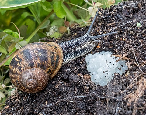 GARDEN_SNAIL_CORNU_ASPERSUM_AND_EGGS