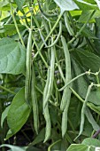 DWARF BEAN DELINEL