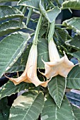 BRUGMANSIA CANDIDA VARIEGATA