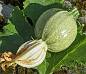 COURGETTE TONDO CHIARA DI NIZZA