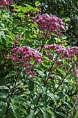 EUPATORIUM PURPUREUM