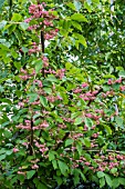 EUONYMUS EUROPEUS  SPINDLEBERRY