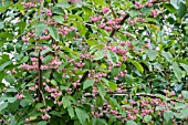 EUONYMUS EUROPEUS  SPINDLEBERRY