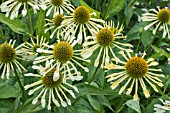 ECHINACEA YELLOW SPIDER