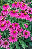 ECHINACEA PURPUREA (POWWOW WILD BERRY) (POWWOW SERIES)