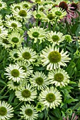 ECHINACEA PURPUREA GREEN JEWEL