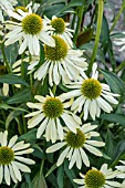 ECHINACEA CLEOPATRA