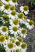 ECHINACEA WHITE MEDITATION