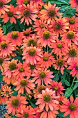 ECHINACEA (SOMBRERO ADOBE ORANGE) BOLSOMADOR (SOMBRERO SERIES)