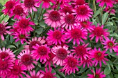 ECHINACEA (DELICIOUS CANDY) NOORTDELI