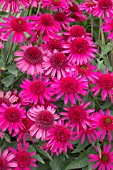 ECHINACEA (DELICIOUS CANDY) NOORTDELI