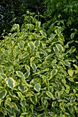 CORNUS SERICA HEDGEROWS GOLD