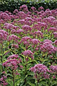 EUPATORIUM MACULATUM